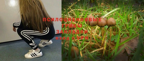 прущие грибы Баксан